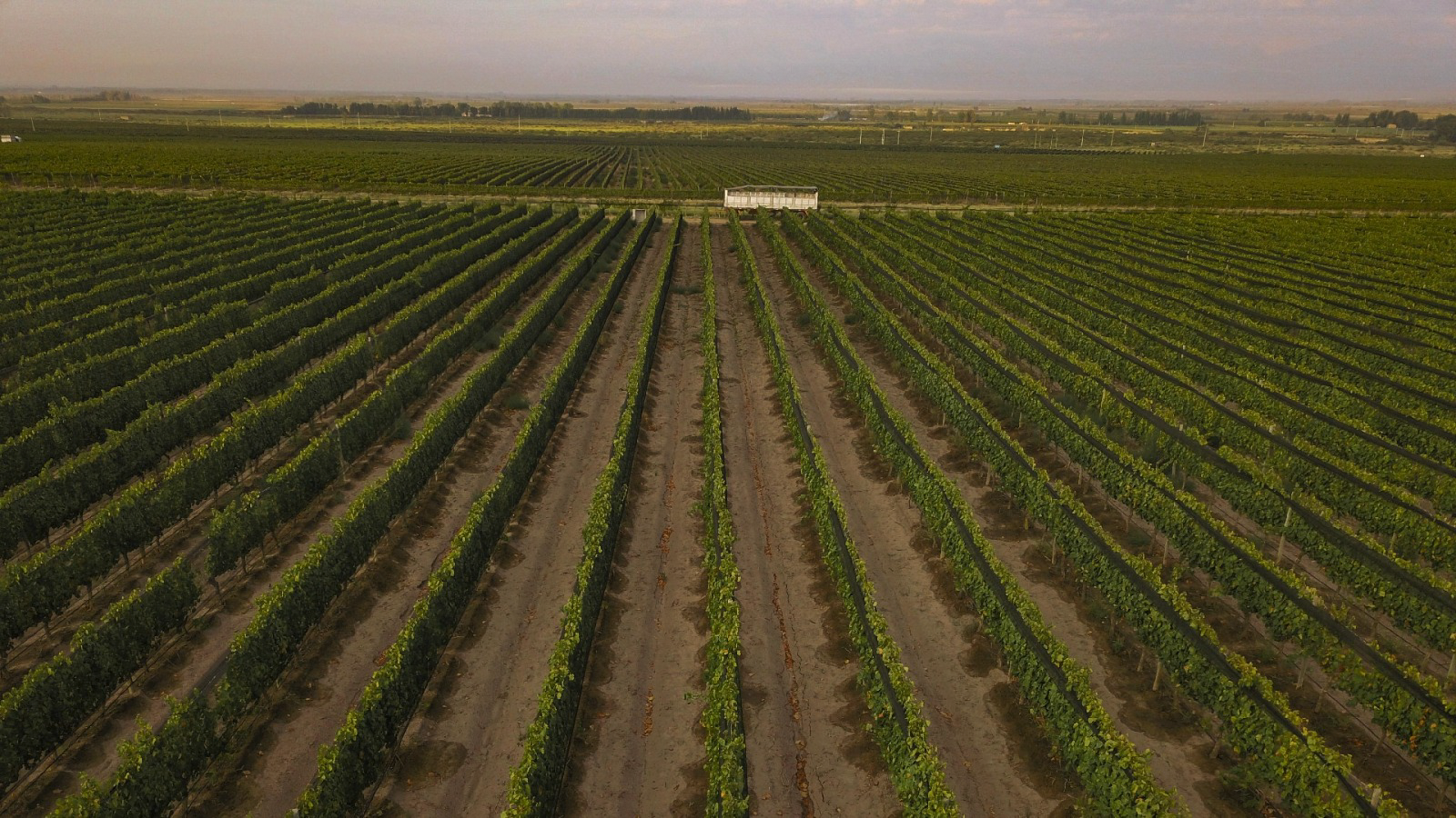 Finca Propia - Imagen 2
